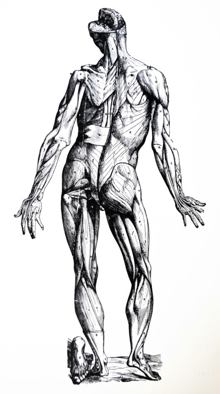 Plates from the Seventh Book of the De Humani Corporis Fabrica by Vesalius