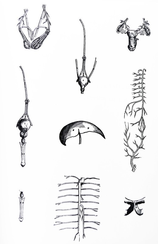 Plates from the Epitome of the De Humani Corporis Fabrica by Vesalius