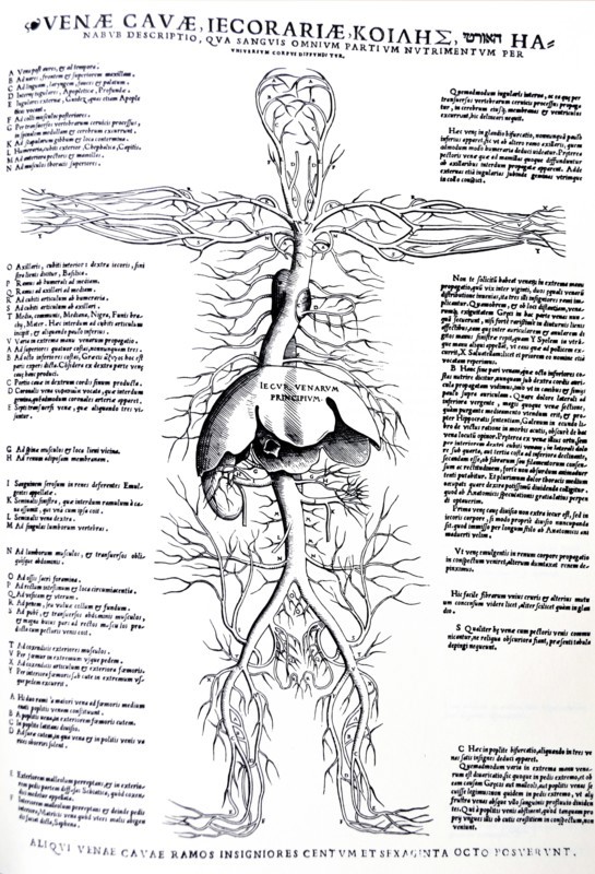 Plates from the Epitome of the De Humani Corporis Fabrica by Vesalius