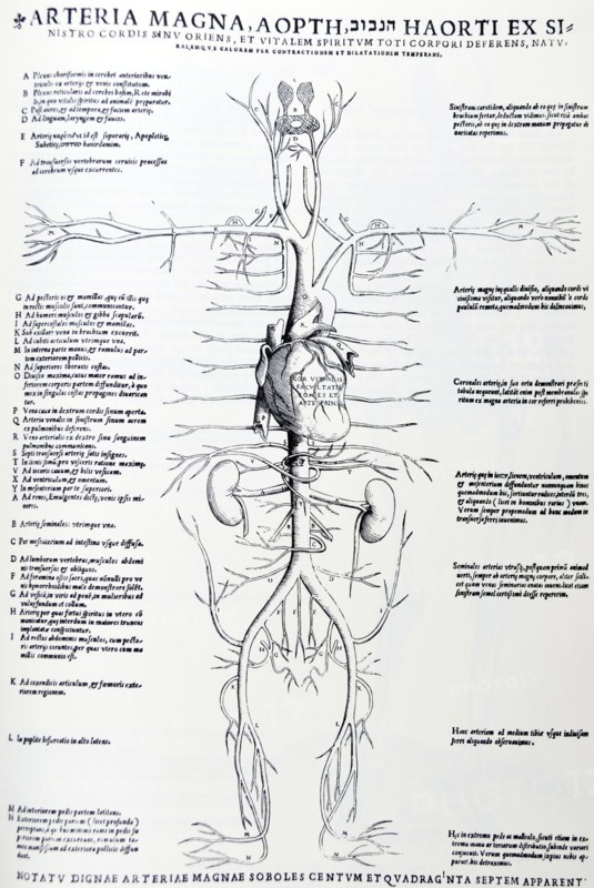 Plates from the Epitome of the De Humani Corporis Fabrica by Vesalius