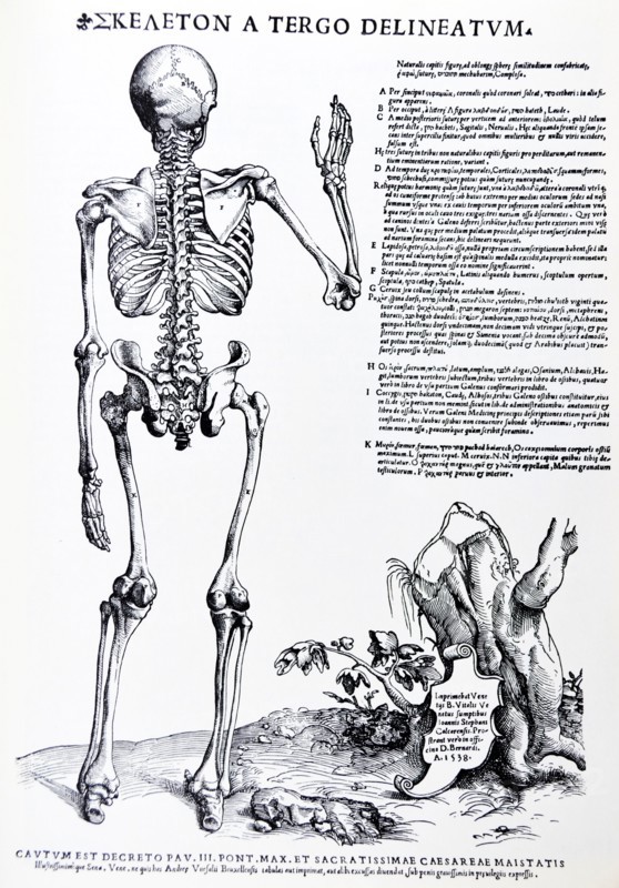 Plates from the Epitome of the De Humani Corporis Fabrica by Vesalius