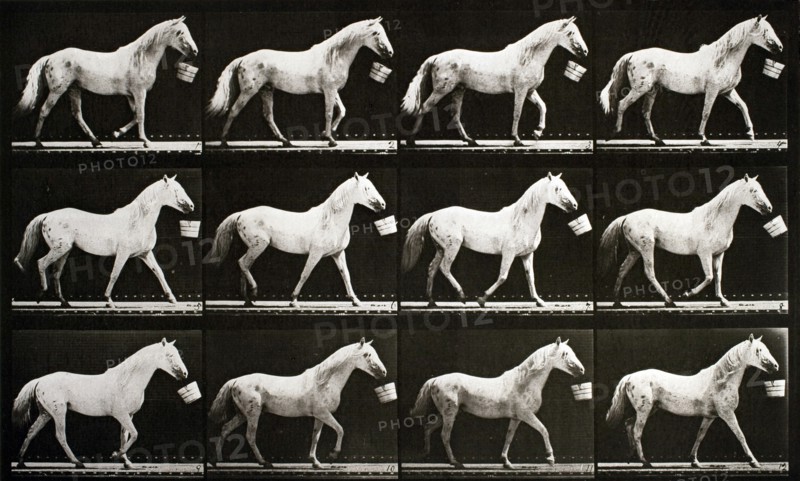 Eadweard Muybridge A sequence of photographs showing a horse walking with a bucket circa 1867