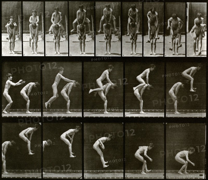 Animal Locomotion