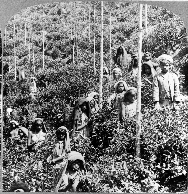 Coolie children picking tea