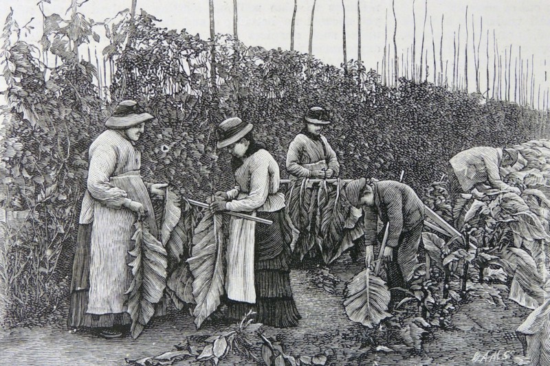 Tobacco in Kent