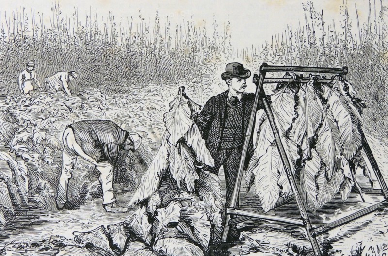 Tobacco in Kent