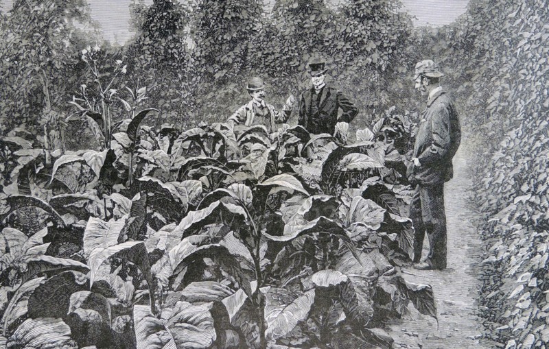 Tobacco in Kent