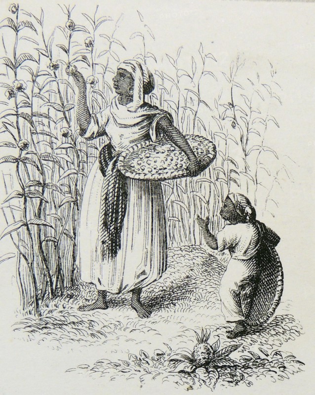 Gathering Coffee