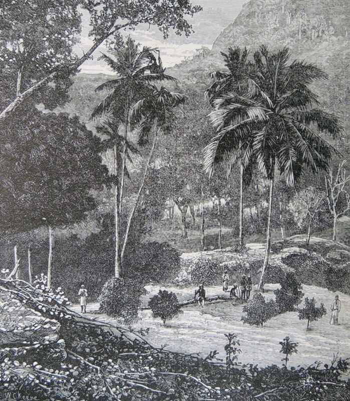 Coffee Estate