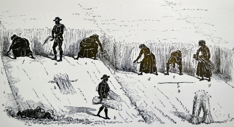 The Book of the Farm