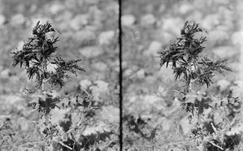 The terrible plague of locusts in Palestine