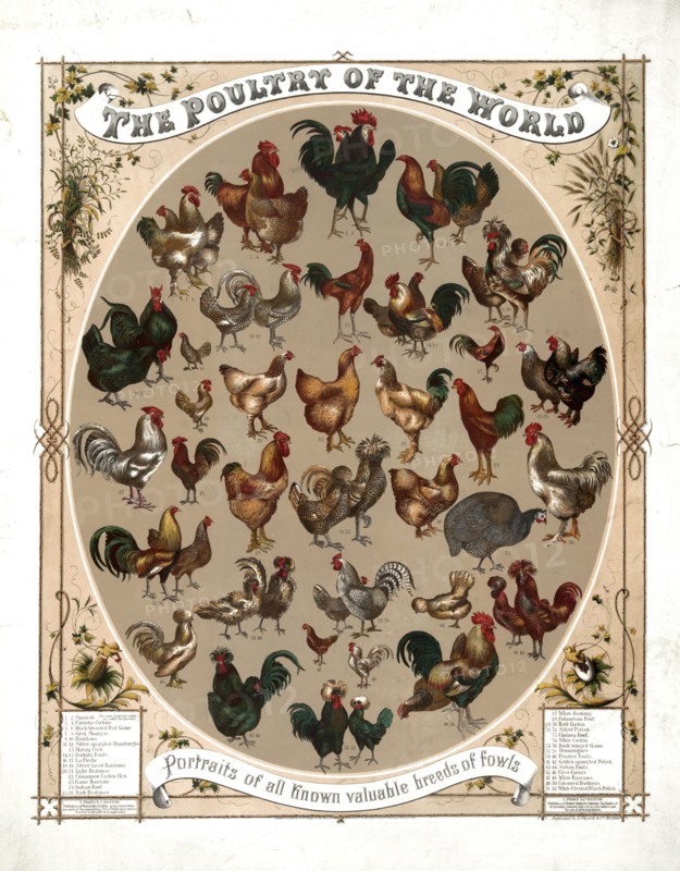 The poultry of the world