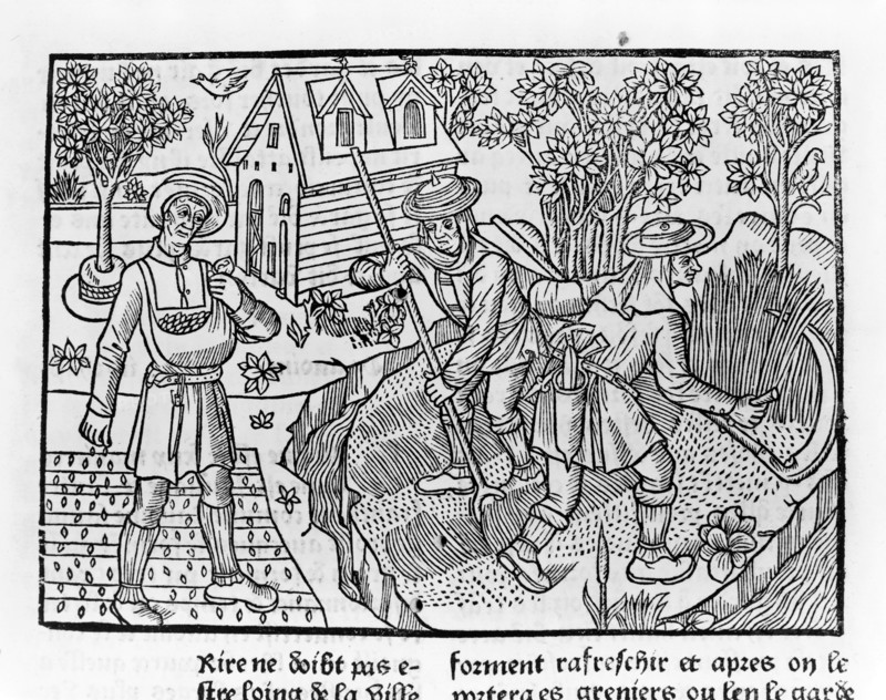 Farmers harvesting crops