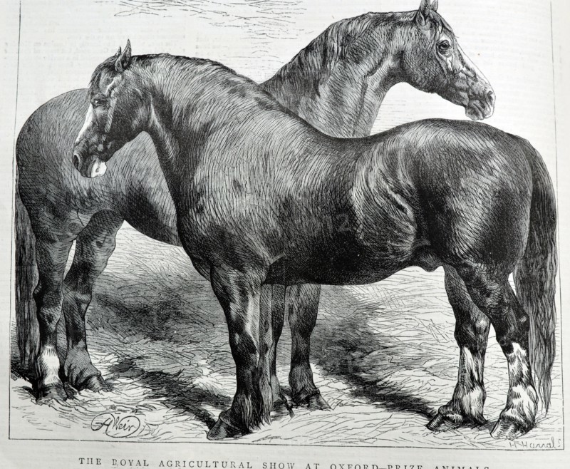 Two Prize Horses