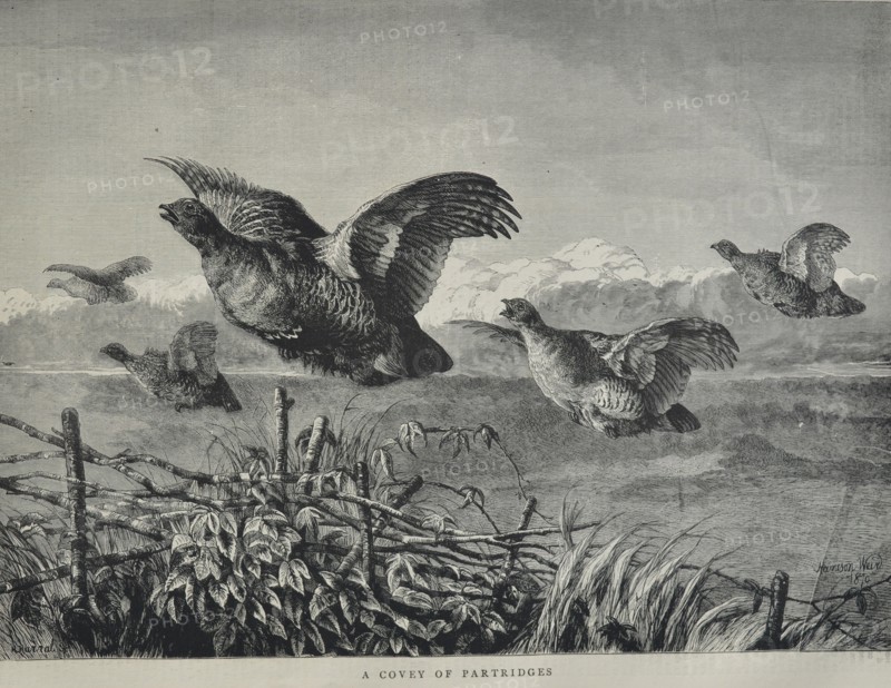 A Covey of Partridges