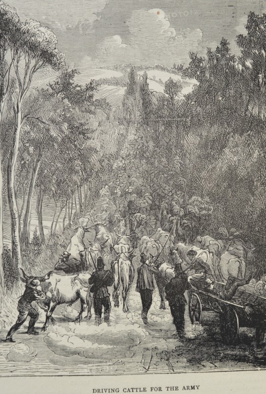 Sketch titled Driving Cattle for the Army