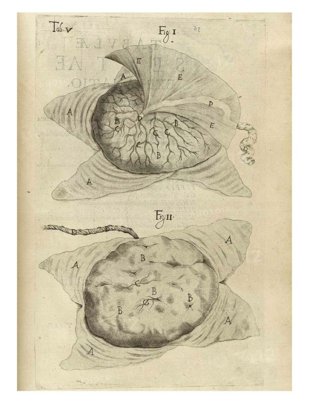 Anatomical drawing by Adriaan van den Spiegel