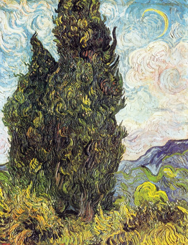 Cypresses'