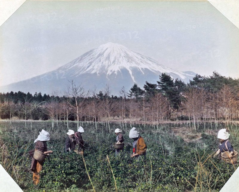 Photograph of Japanese women picking tea leaves