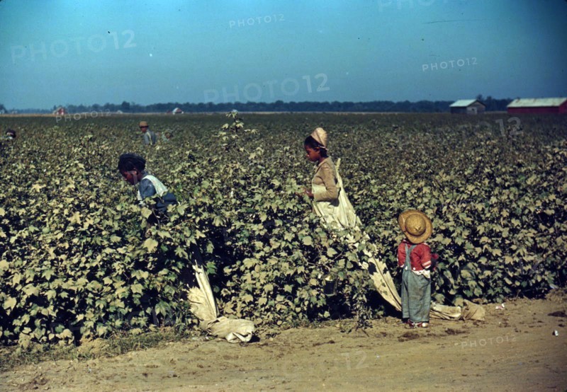 Colour photograph of day labourers picking cotton