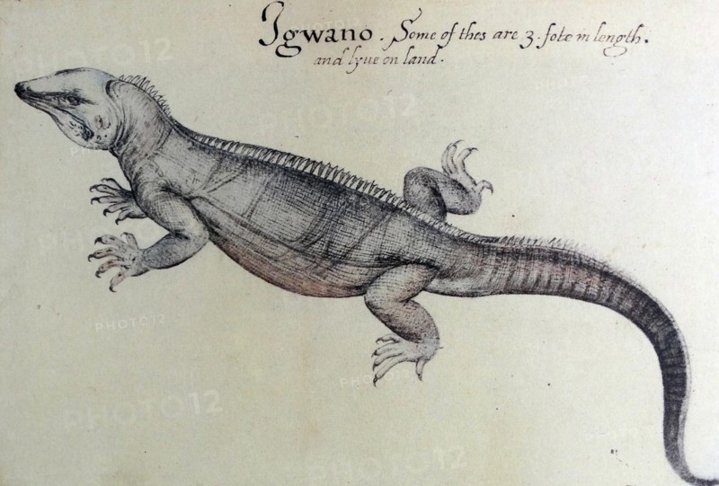 watercolour of an Iguana by John White (created 1585-1586).