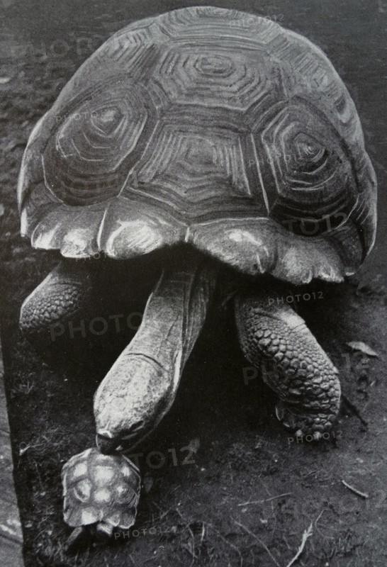 Photograph of two tortoises, Big Claus and Little Claus, whom greatly differ in size