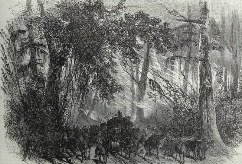 Engraving of a forest fire in Detroit (Michigan State) in America