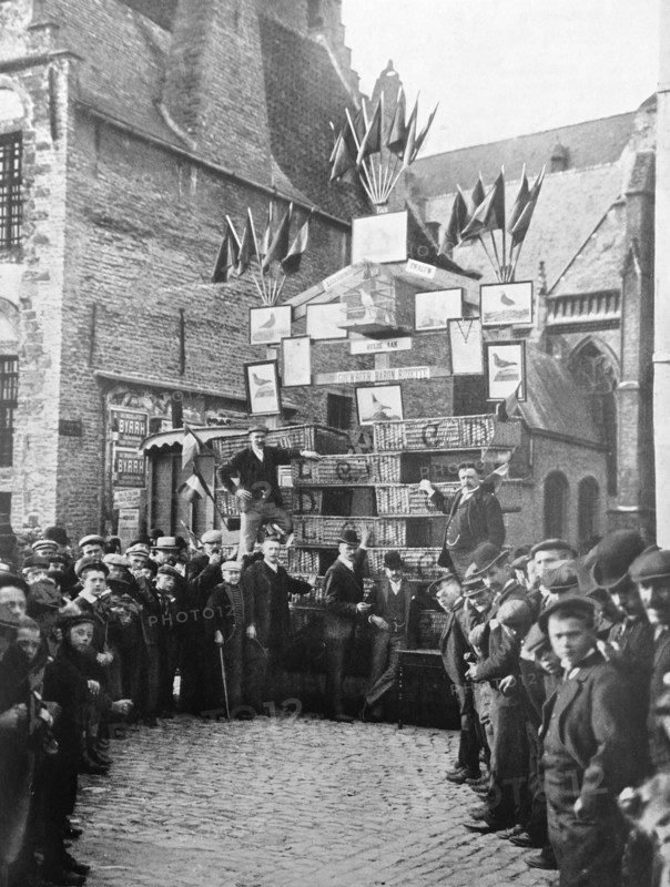 A pigeon-flying competition