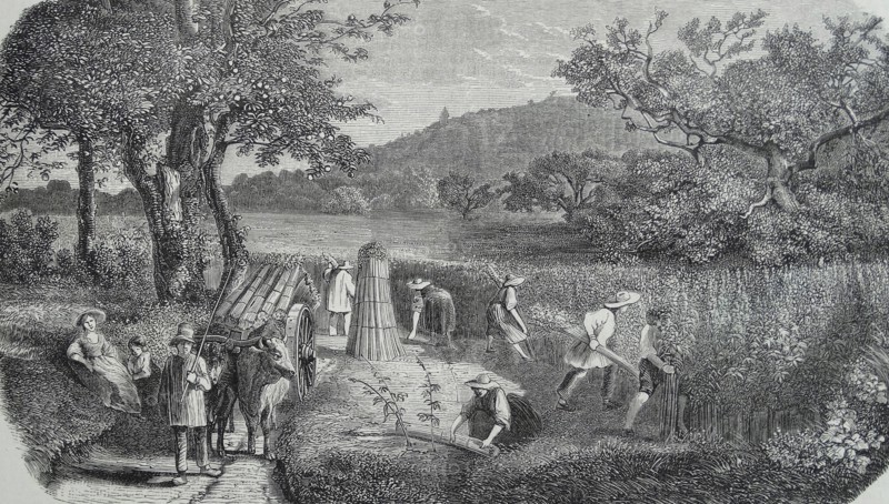 Hemp cultivation. Harvest. 1853