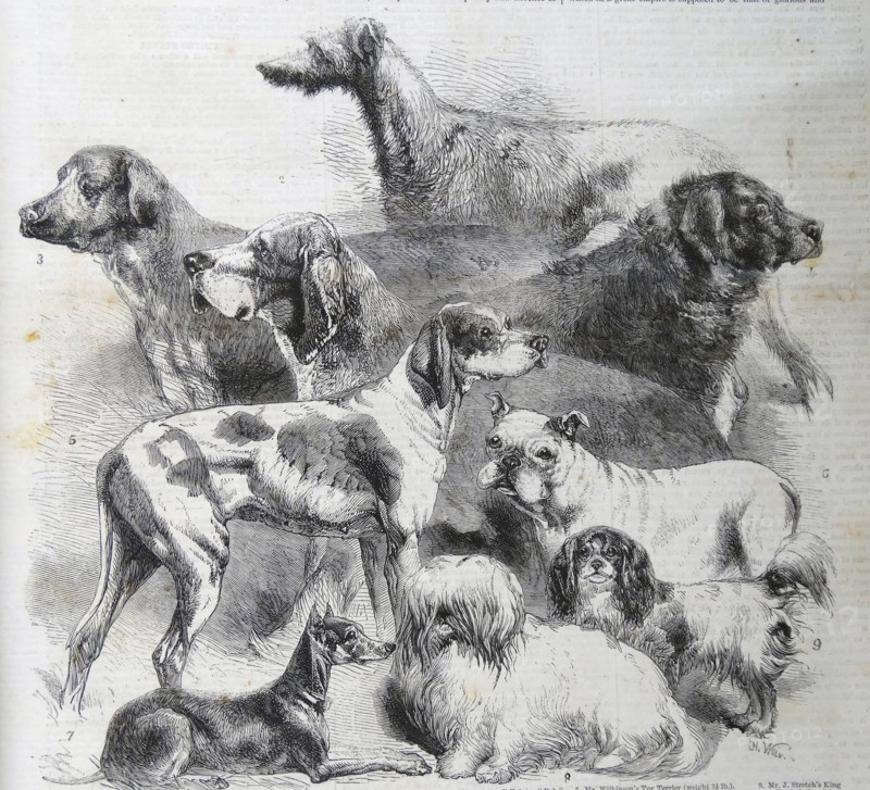 Engraving of the National Exhibition of Dogs at Birmingham
