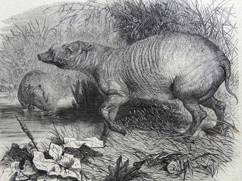 Engraving depicting the Barbarossa, a recent addition to the Zoological Society's Gardens