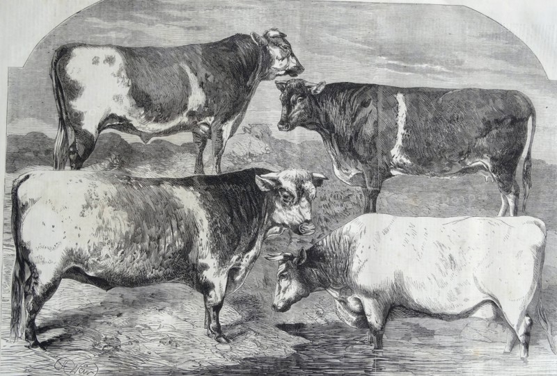 Engraving depicting the prize shorthorns at the Royal Agricultural Society's Show