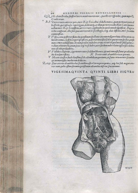 Illustration of the female pelvis