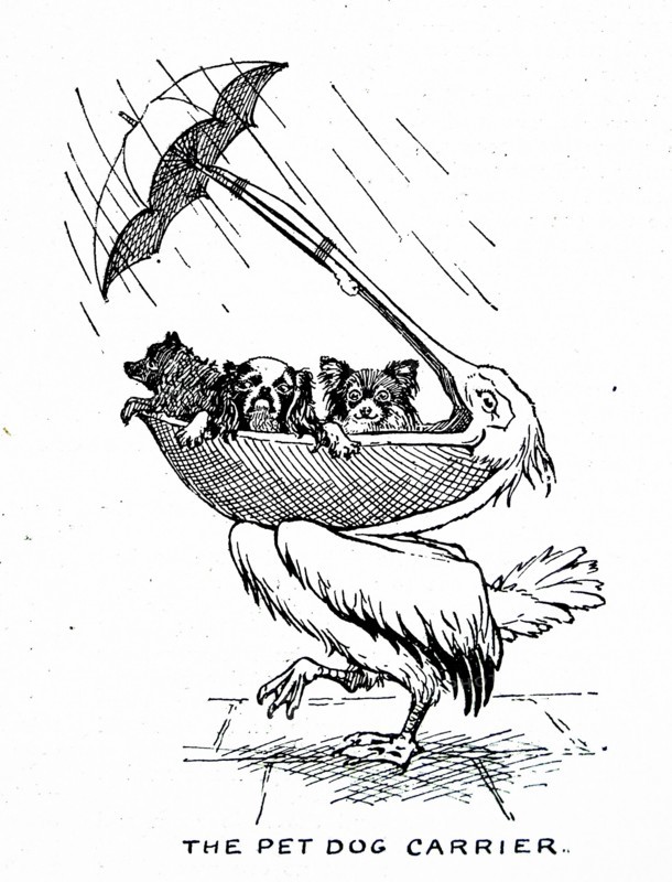 illustrations depicting a pelican 1900