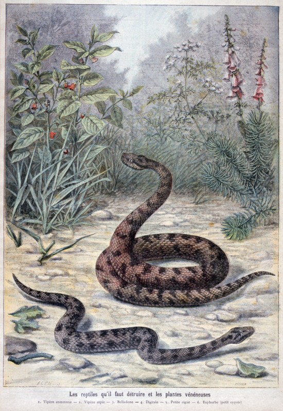 Illustration depicting harmful or poisonous plants and snakes