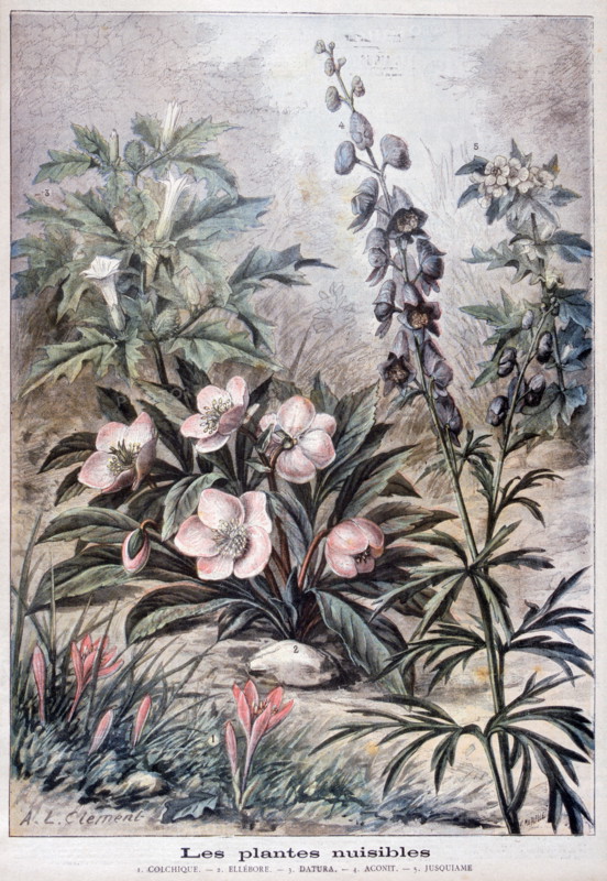 Illustration depicting harmful or poisonous plants