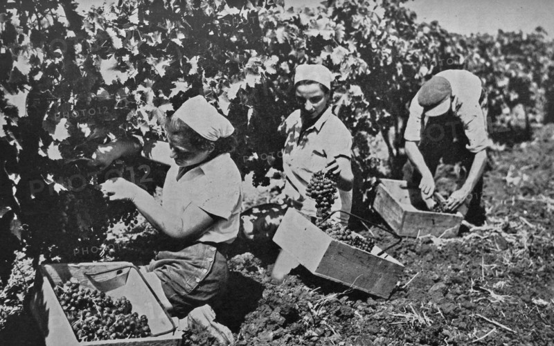 Jewish farmers in Palestine work in a vineyard to collect grapes
