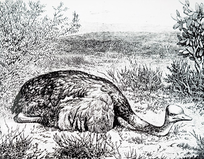 An ostrich sitting in an ostrich farm near Grahamstown, South Africa