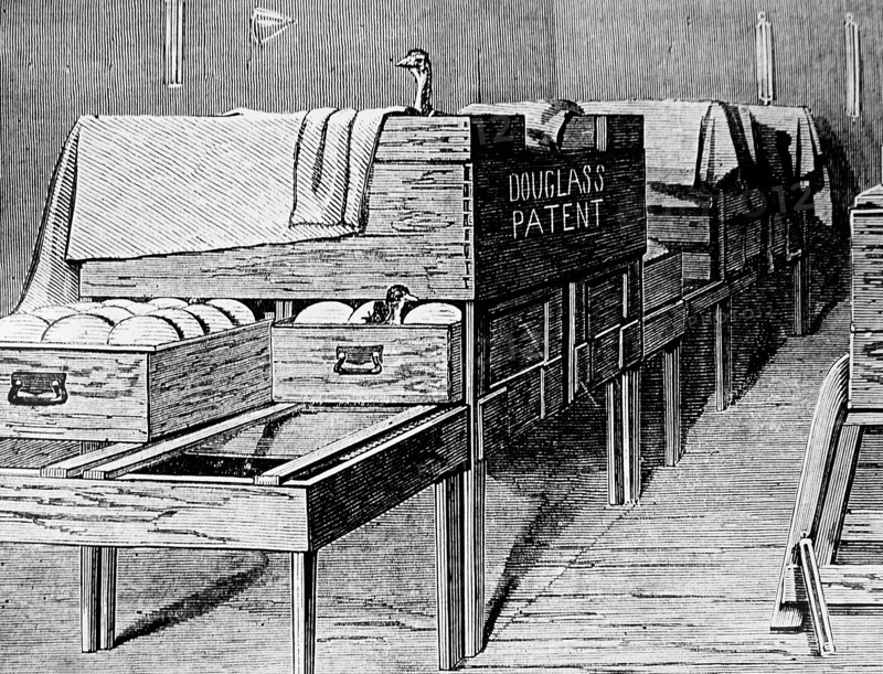 Incubating room in an ostrich farm near Grahamstown, South Africa