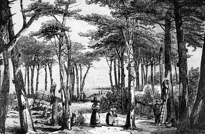 The gathering of pine resin in the forests of the Landes, Southwestern France