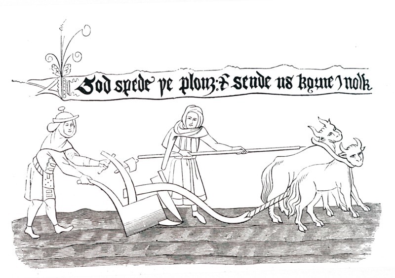 Ploughing in Anglo-Saxon times, with the use of Oxen as draught animals
