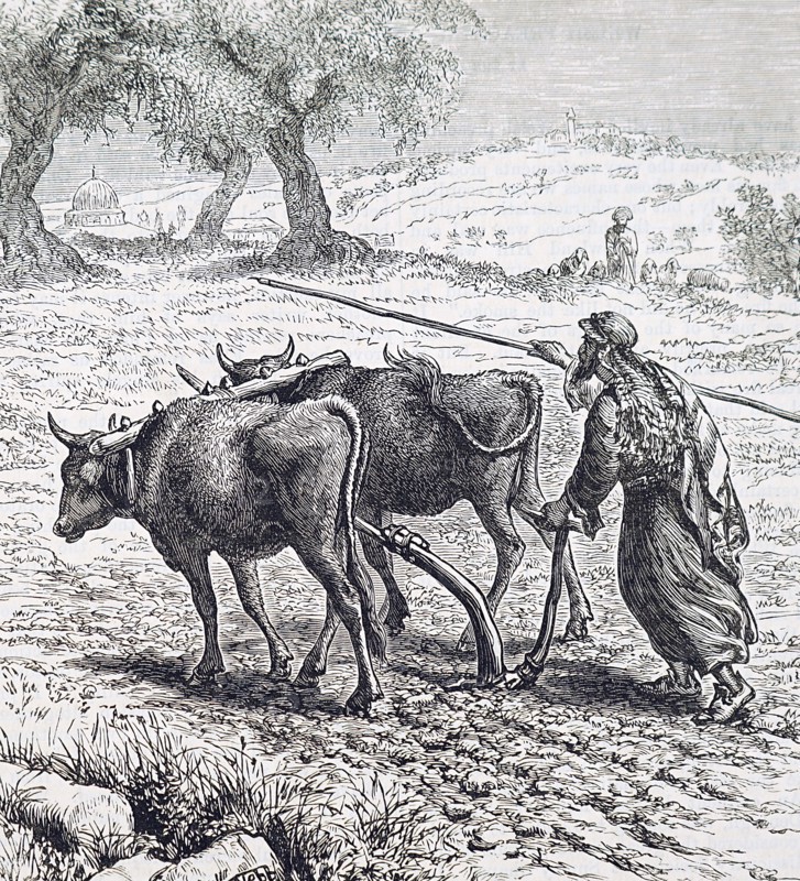 A farmer ploughing with the aid of oxen Dated 19th Century
