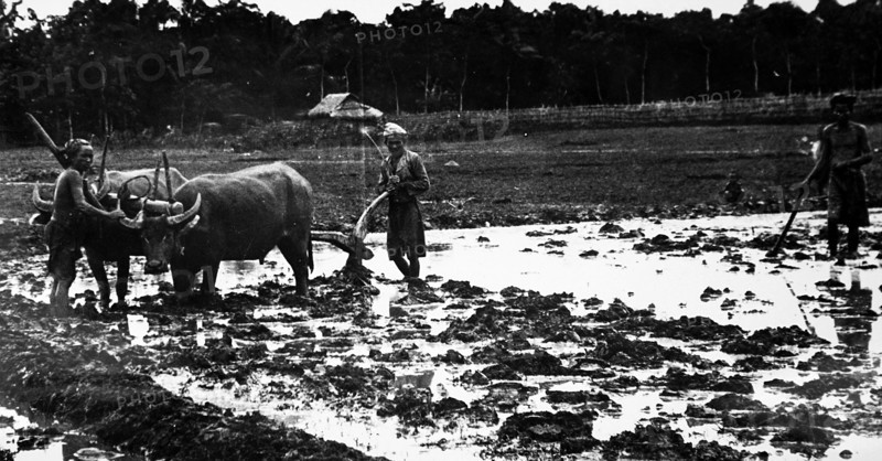 Photograph of farmers ploughing with bullocks and a wooden plough in Java, Indonesia