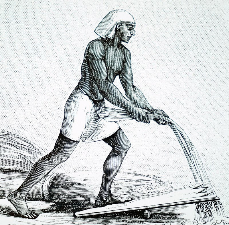 Engraving depicting an ancient Egyptian using a threshing board