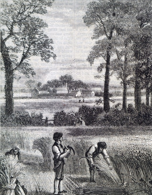 The reaping of barley by hand