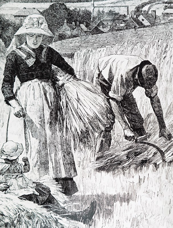 The reaping and binding of crops by hand