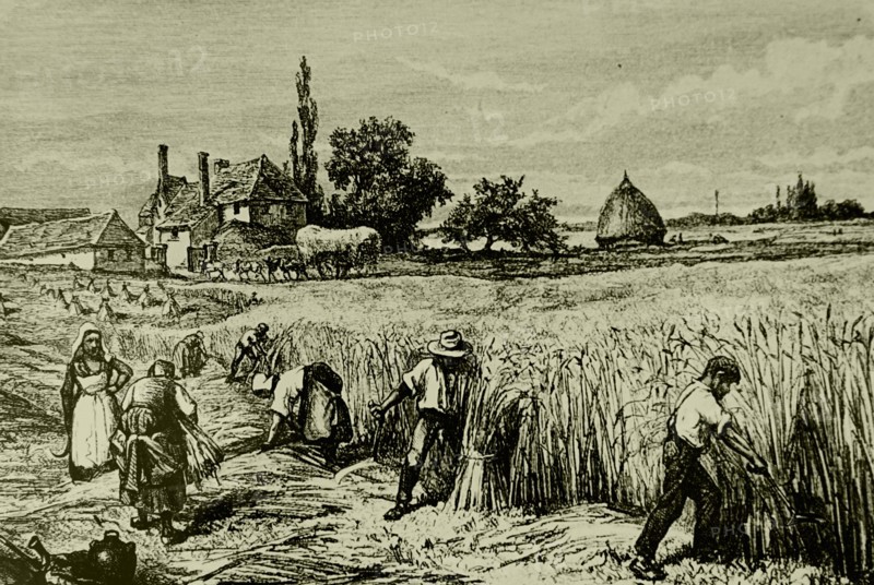 The reaping of barley by hand