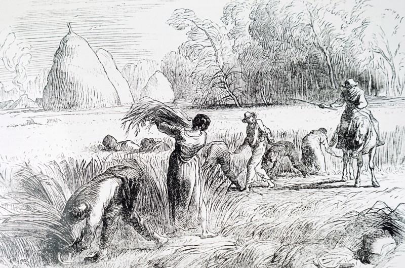 The reaping of barley by hand