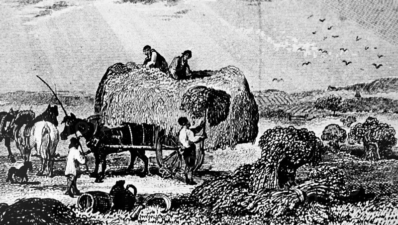 The reaping of barley by hand