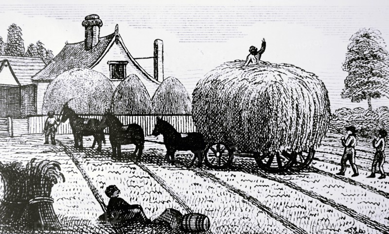 A cart load of wheat being transported